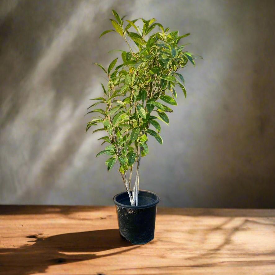 Tabebuia argentea or Golden Bell Tree