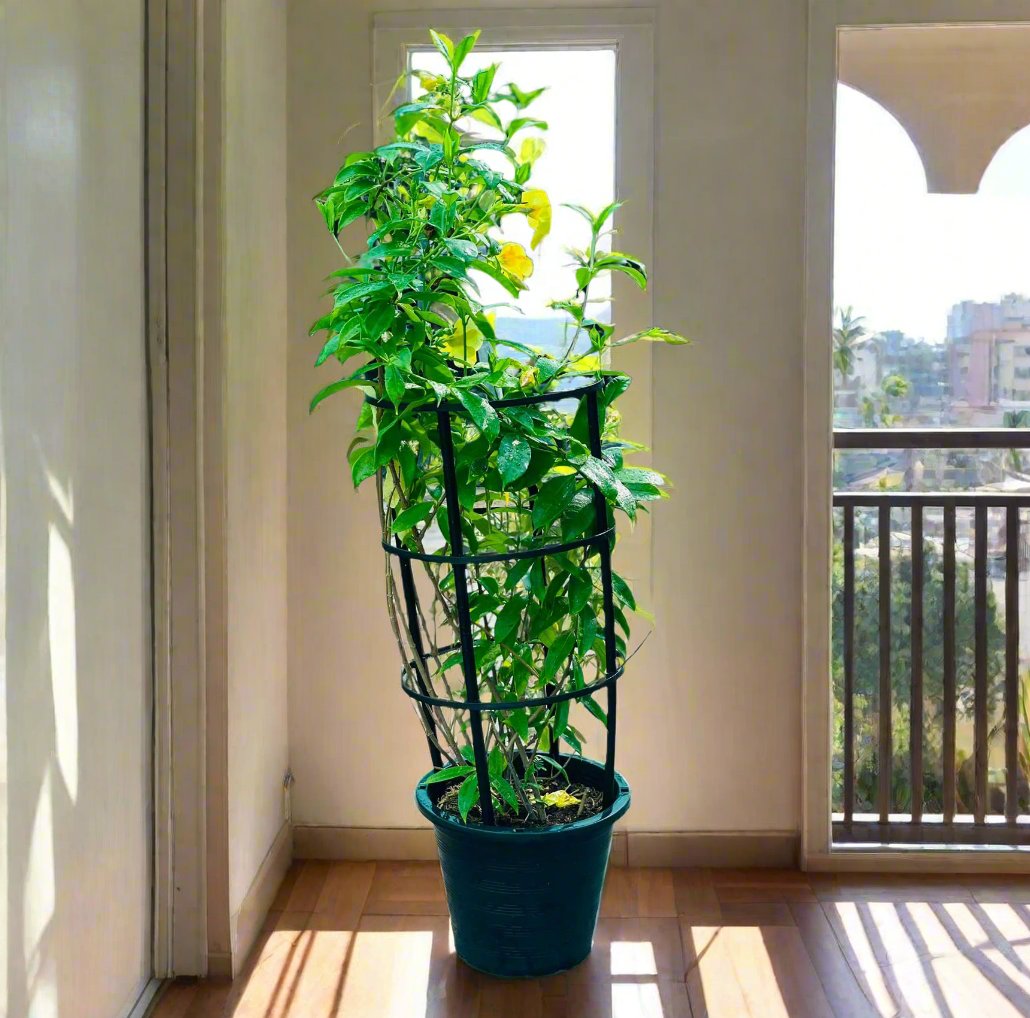 Tecoma stans or Yellow Bells