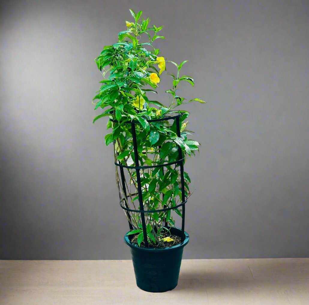 Tecoma stans or Yellow Bells