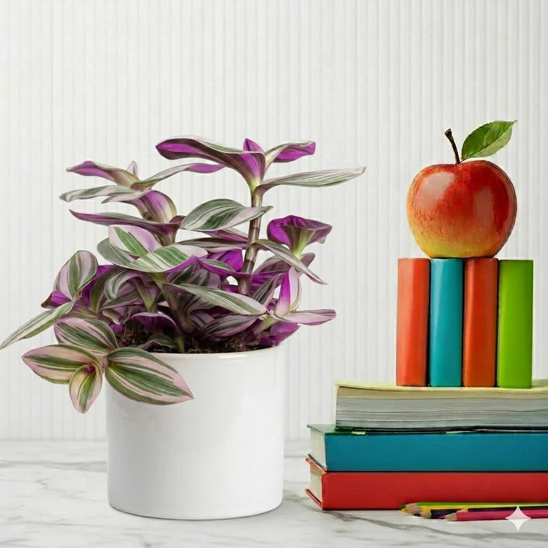 Tradescantia nanouk or Fantasy Venice