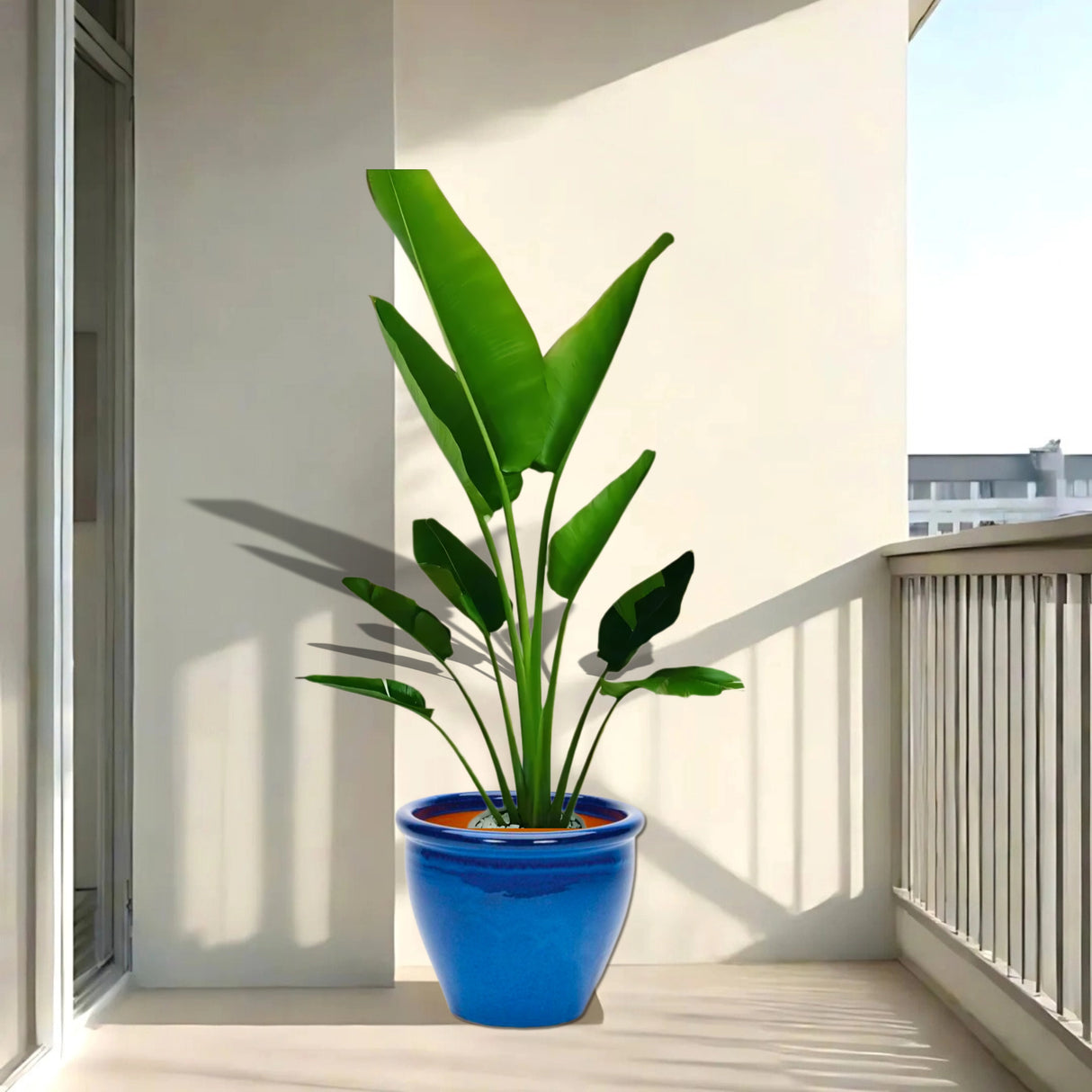 Ravenala Madagascariensis “Traveller’s Palm” in Rolled Rim Pot 1.0 - 1.3m