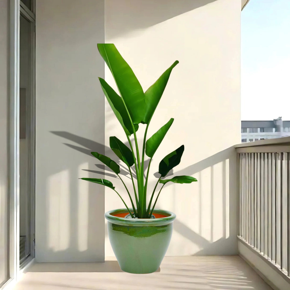 Ravenala Madagascariensis “Traveller’s Palm” in Rolled Rim Pot 1.0 - 1.3m