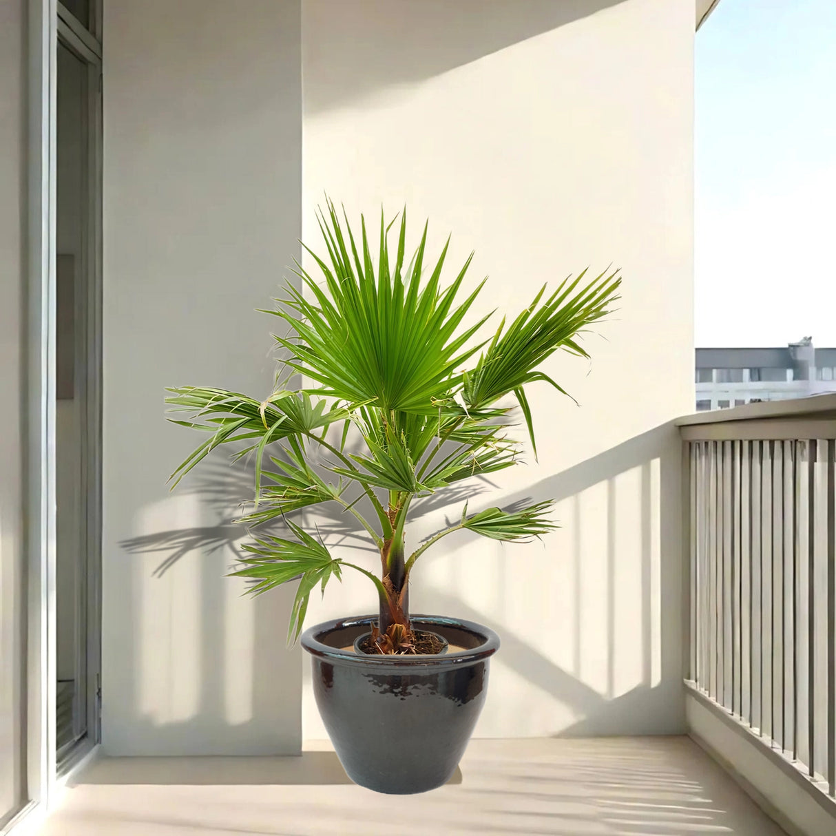 Washingtonia Robusta “Mexican Fan Palm” in Rolled Rim Pot