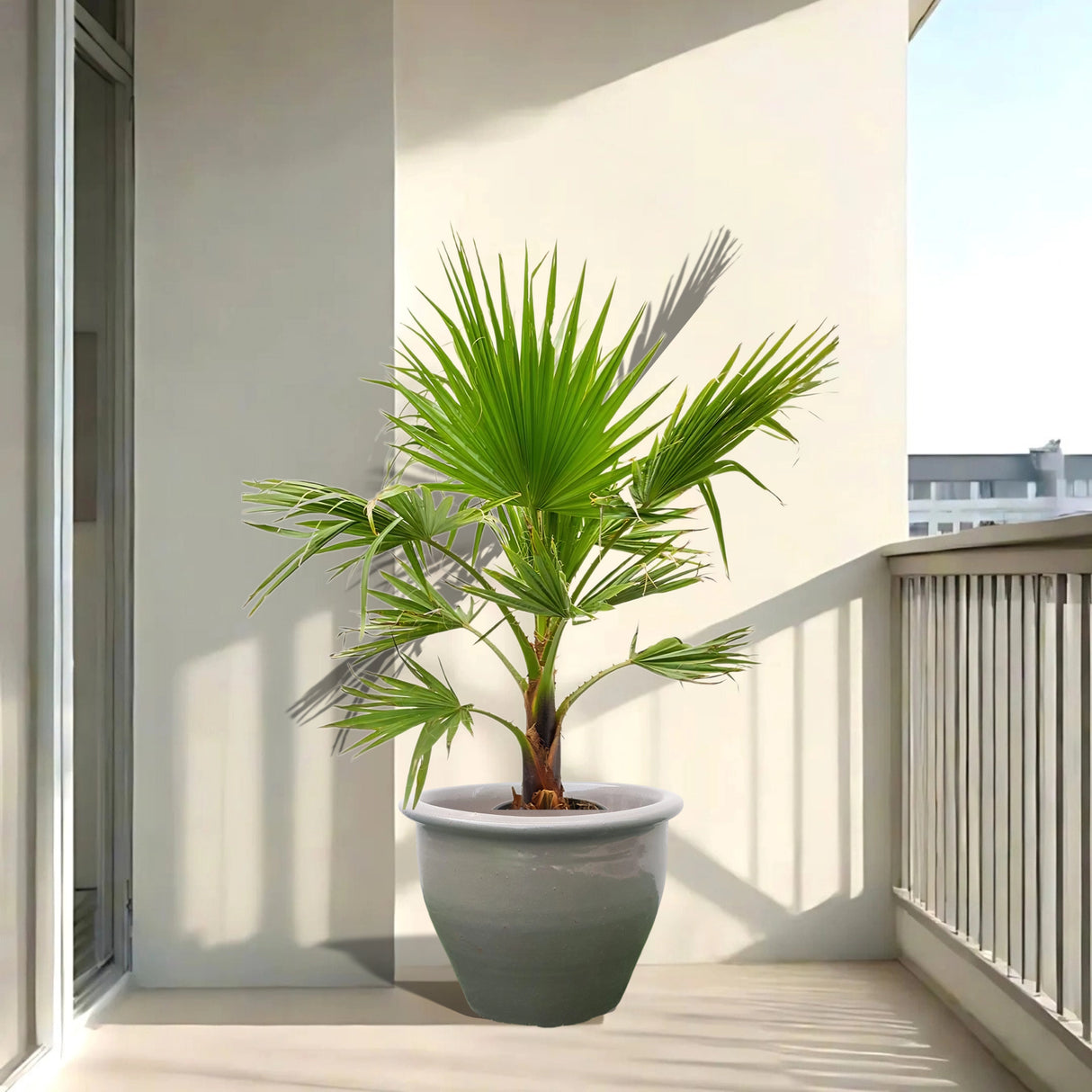 Washingtonia Robusta “Mexican Fan Palm” in Rolled Rim Pot