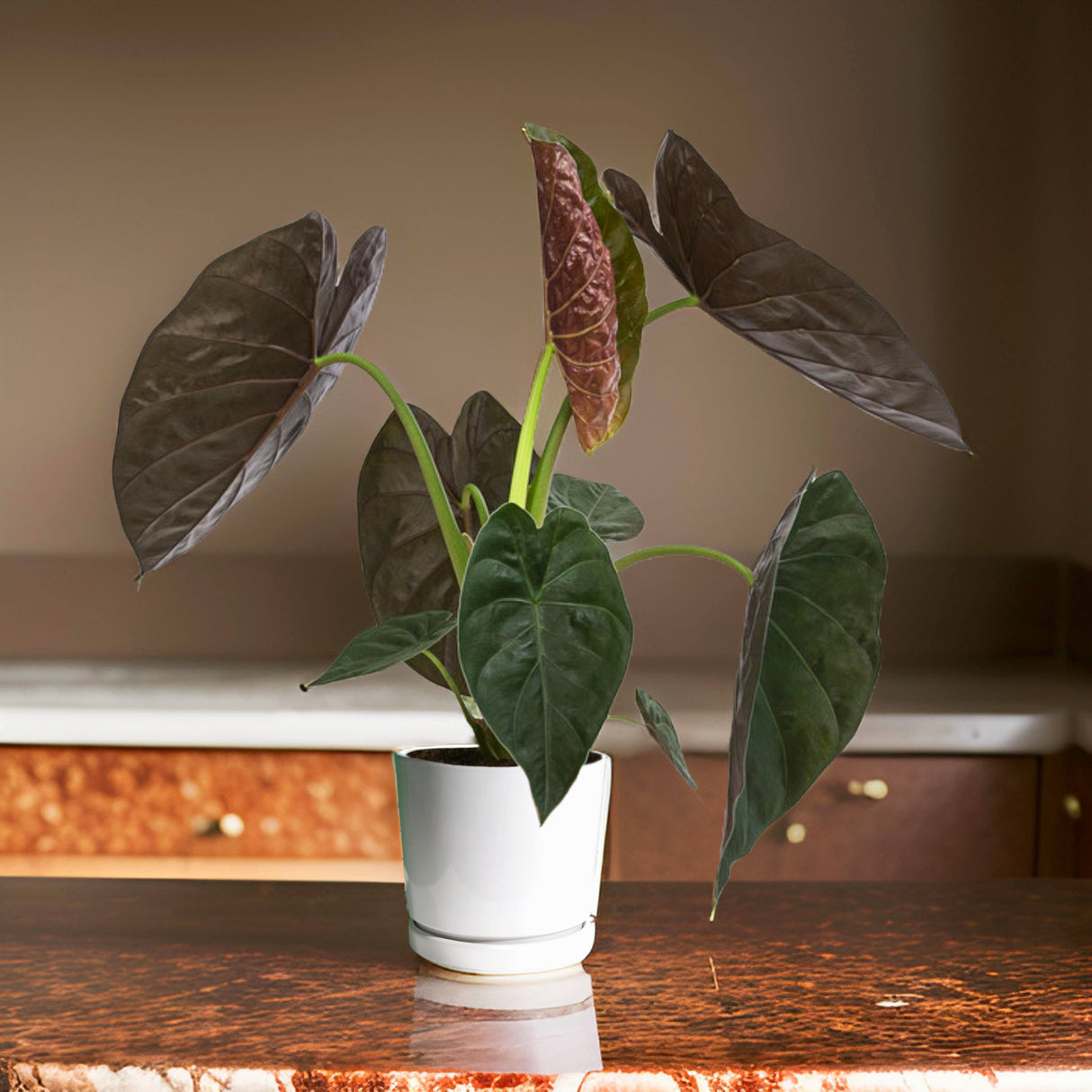 Alocasia Wentii "Hardy Elephant's Ear" 70-80cm