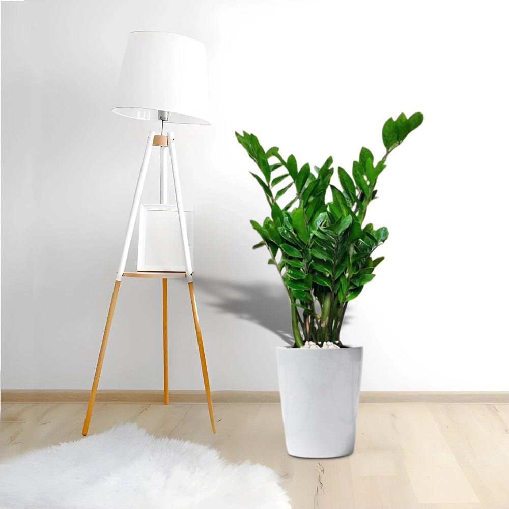 Zamioculcas zamiifolia, Zanzibar Gem or ZZ Plant