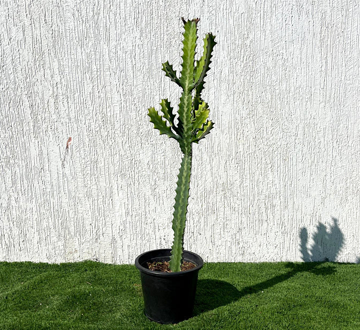 Euphorbia lactea or Dragoon bones tree 0.5-0.7m