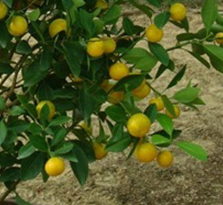 Citrus mitis or Chinese oranges "1.3m-1.5m" البرتقال الصيني