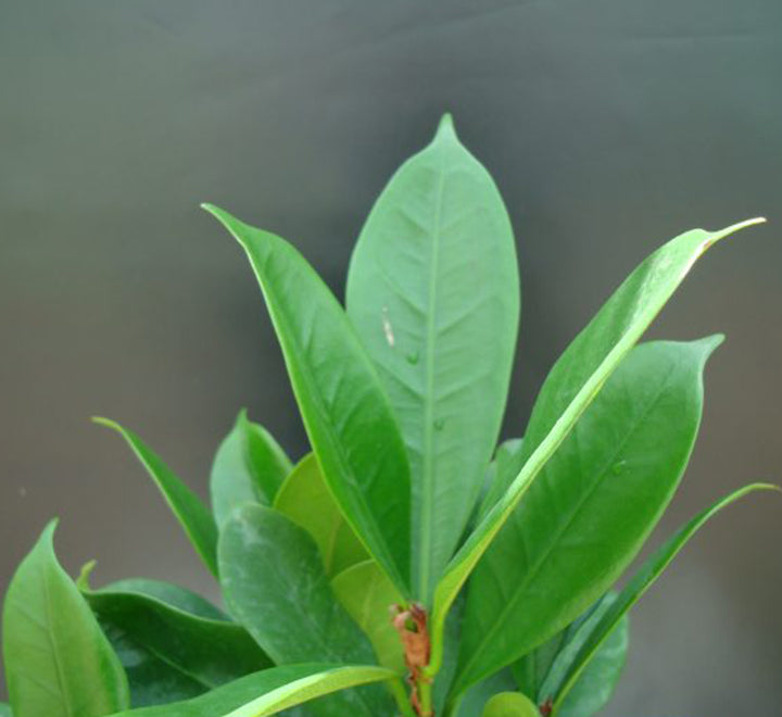 Ficus cyathistipula or African Fig Tree