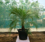 Phoenix roebelenii "Miniature date palm"