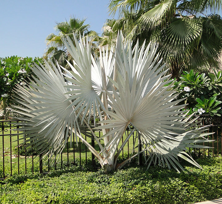 Bismarckia nobilis "Bismark Palm" بسمارك النخيل