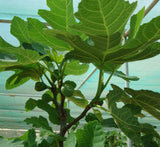 Ficus carica "Fig Tree" 1.0m - 1.7m شجرة التين