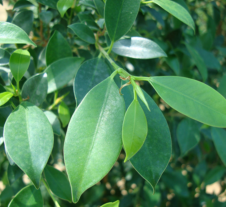 Ficus nitida or Indian laurel fig and Chinese banyon