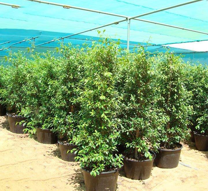 Ficus nitida or Indian laurel fig and Chinese banyon