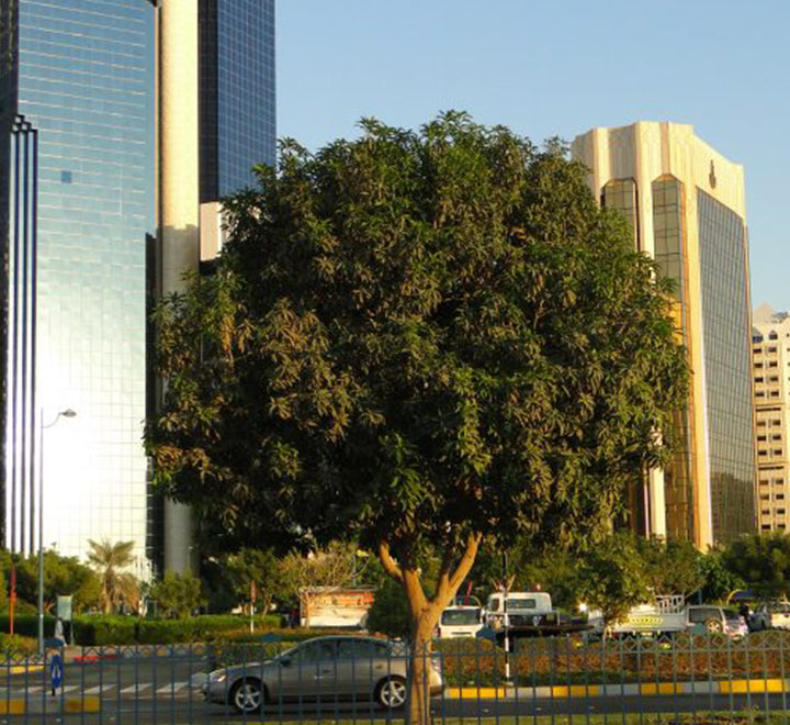 Mangifera indica Or Mango Tree شجرة المانجو