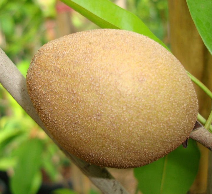 Manilkara zapota Or Chicko Tree "1.2m - 2.0m" شجرة الشيكو