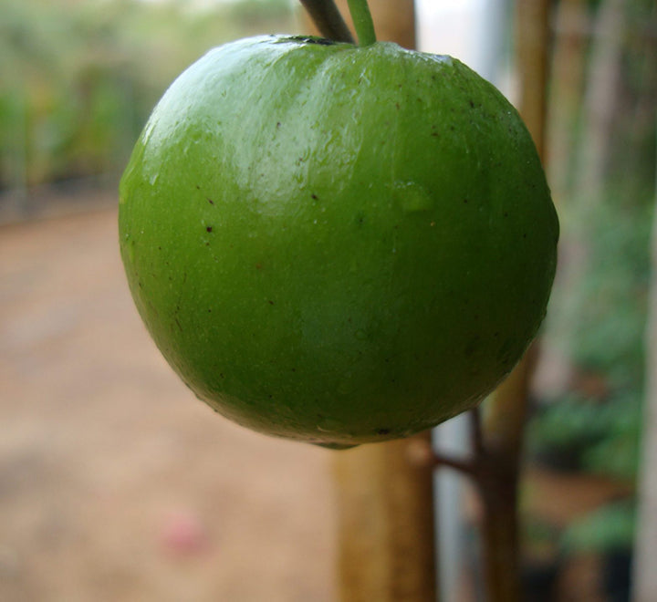 Ziziphus jujuba Or Jujube Tree شجرة عناب