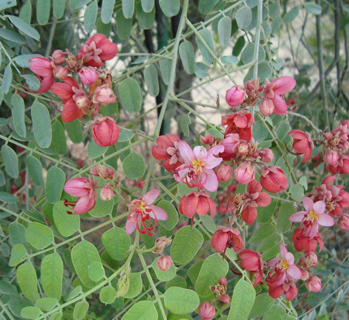 Cassia nodosa Or Pink Shower Tree 2.5-3.0m