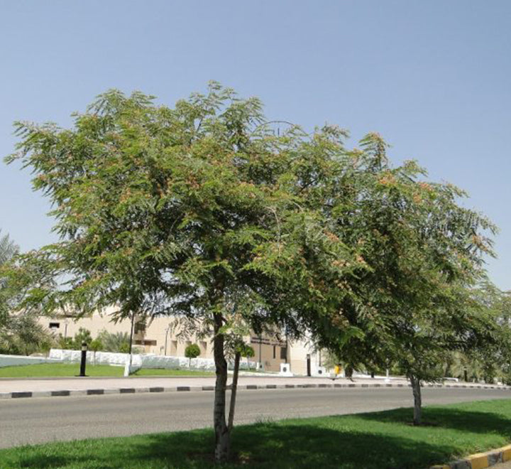 Cassia nodosa Or Pink Shower Tree 2.5-3.0m