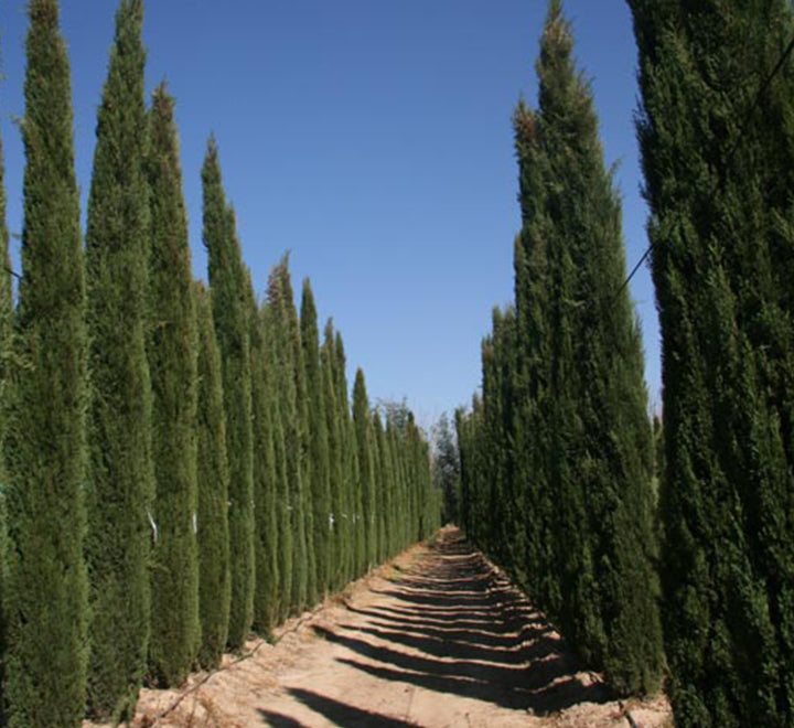 Cupressus sempervirens "Italian cypress Tree"