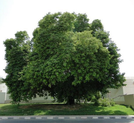 Albizia lebbeck "Lebbek tree or Frywood"