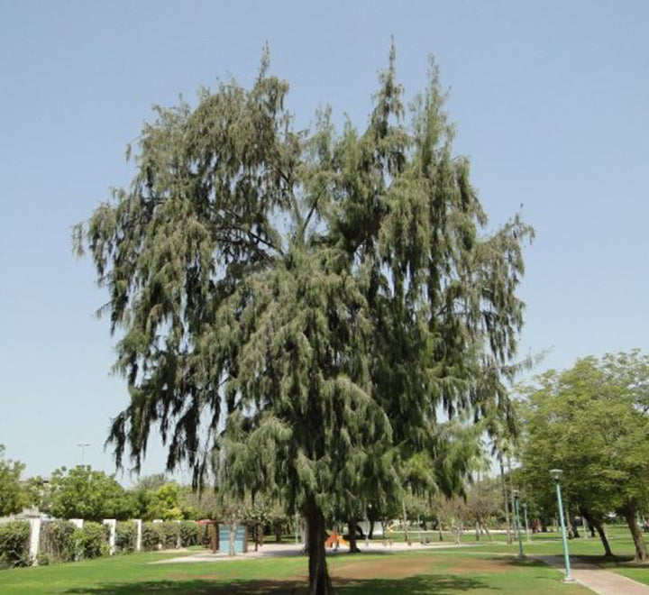 Casuarina equisetifolia "Australian pine tree" 1.6-2.0m