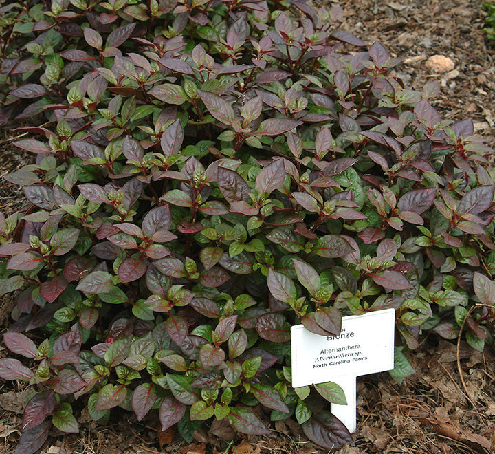 Alternanthera Red "Red Sessile Joyweed"