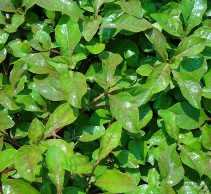 Alternanthera Red "Red Sessile Joyweed"