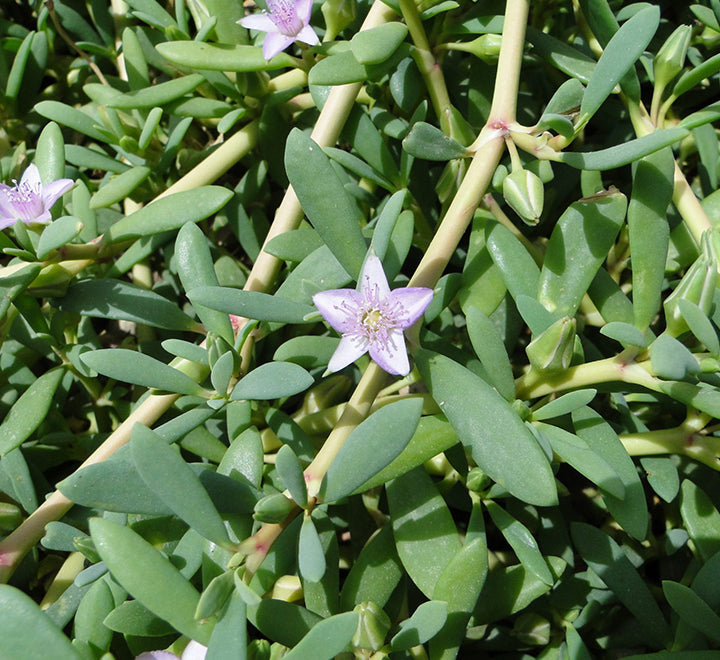 Sesuvium portulacastrum or Shoreline seapurslane
