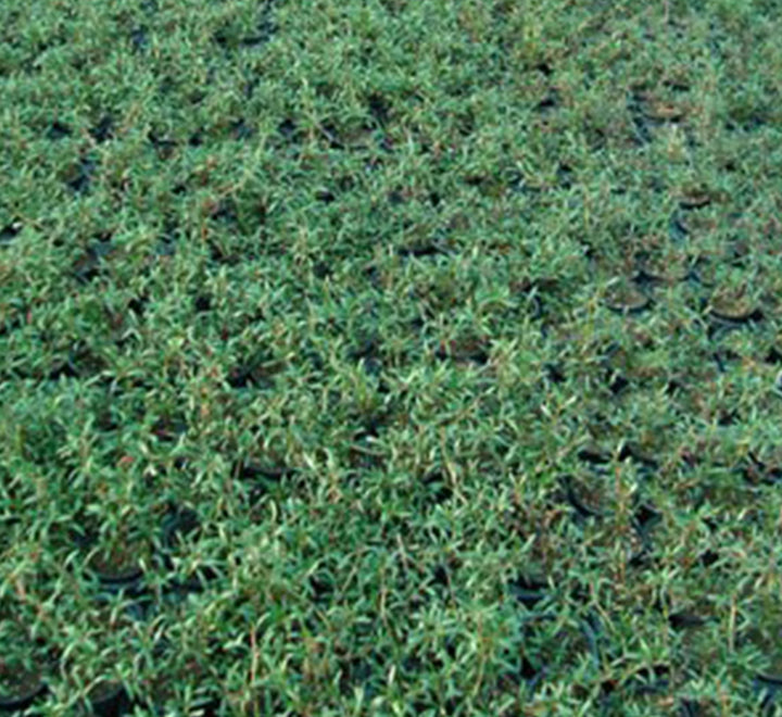 Sesuvium portulacastrum