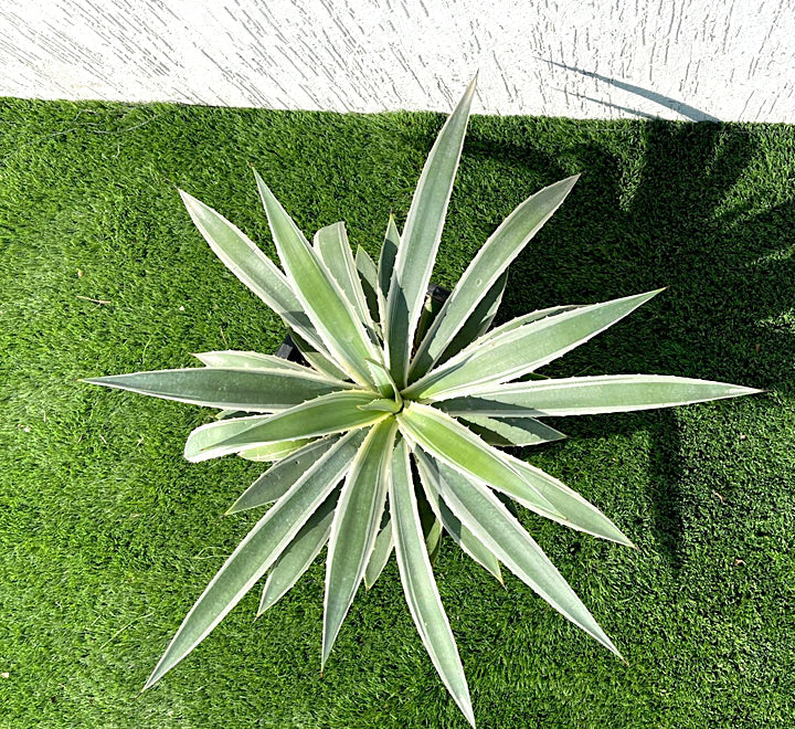 Agave anguvstifolia or Caribbean agave 30 - 50cm spread