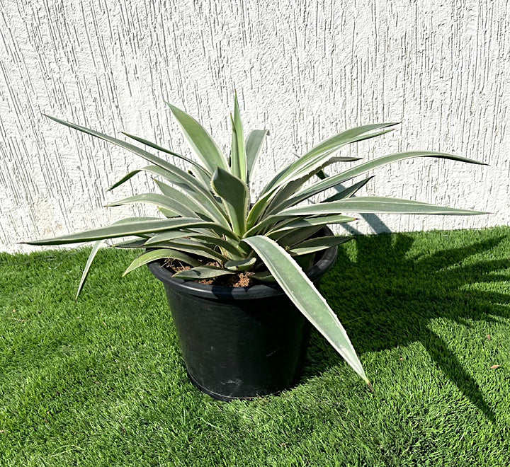 Agave anguvstifolia or Caribbean agave 30 - 50cm spread