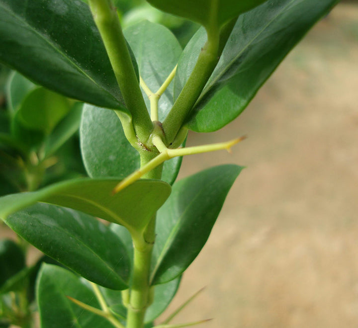 Carissa grandiflora "Prostrata Natal Plum"