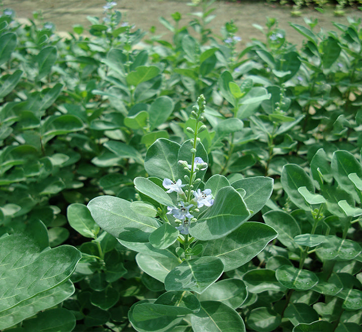 Vitex rotundifolia or Beach Vitex