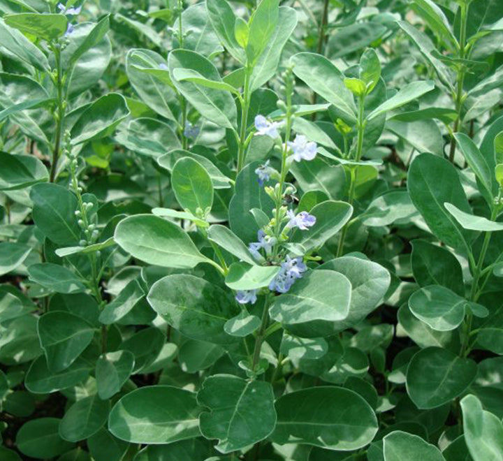 Vitex rotundifolia or Beach Vitex