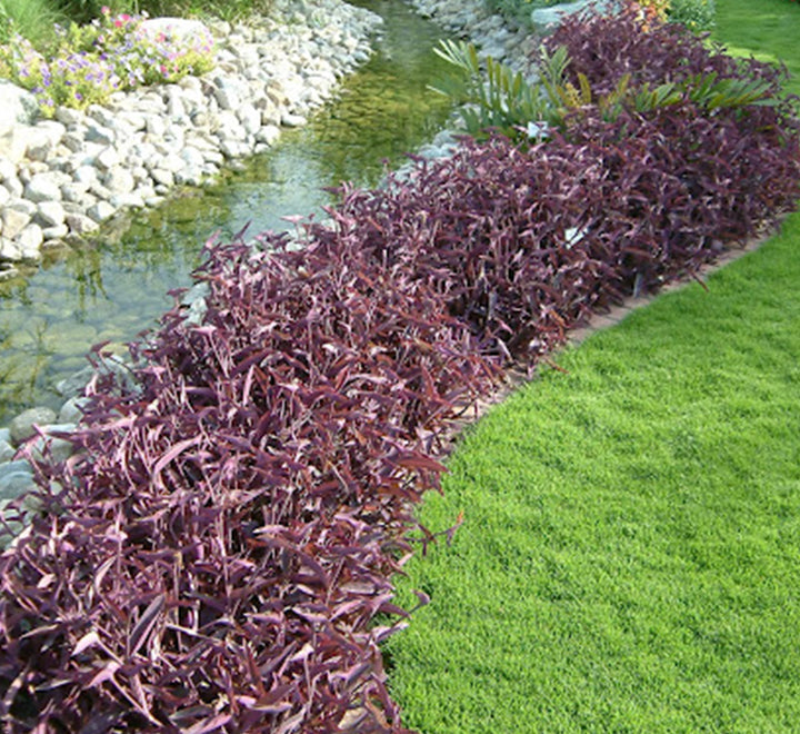 Setcreasea purpurea or Purple Heart