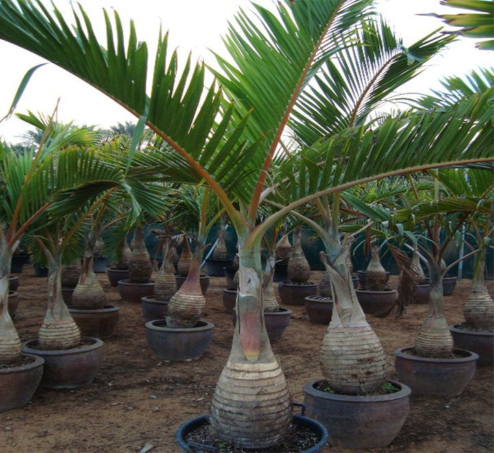 Hyophorbe lagenicaulis "Bottle Palm" (1.8 to 2.0m)