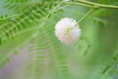 Leucaena Leucocephala "White Leadtree, River Tamarind" 1.5-2.0m