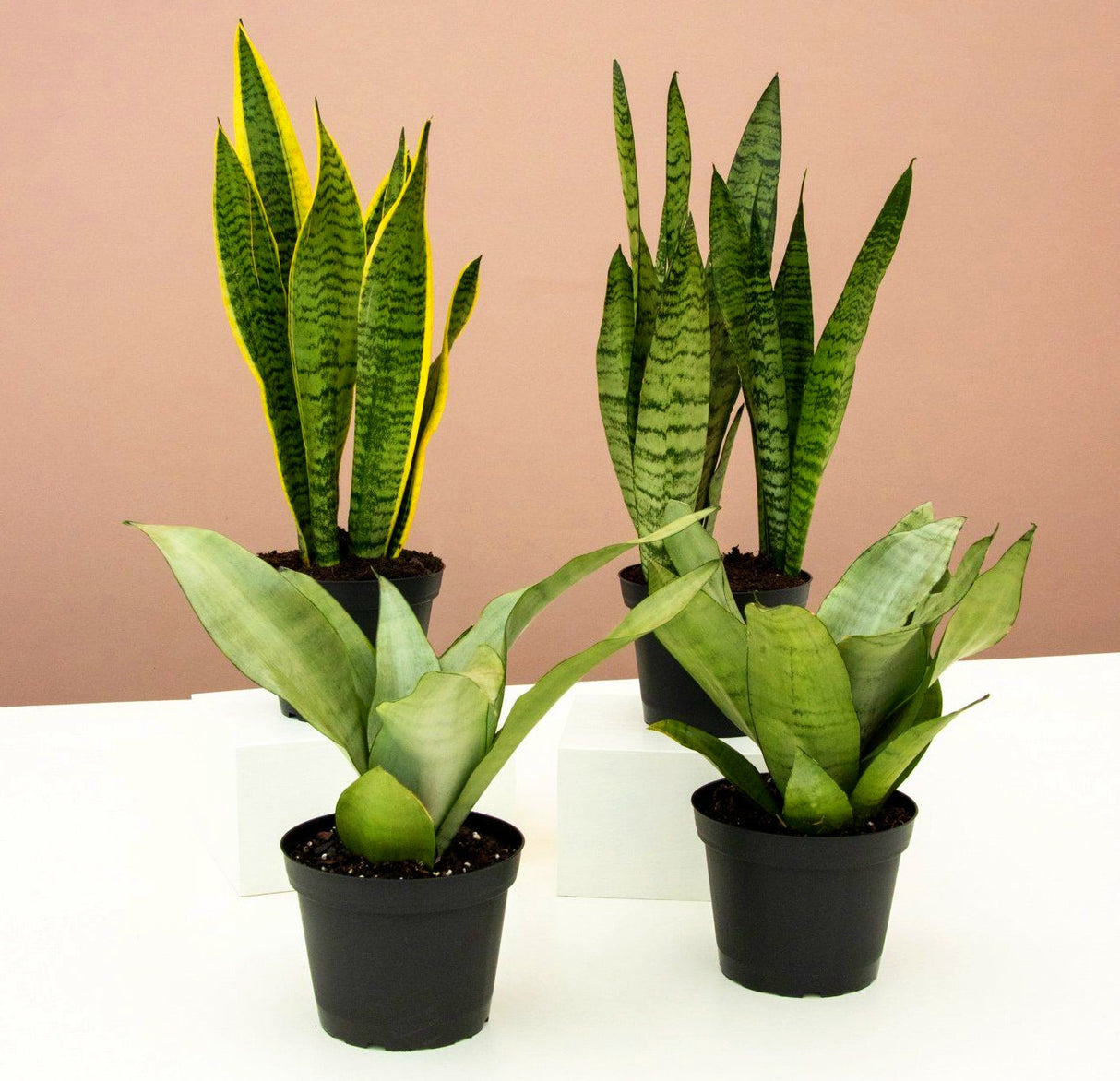 Snake Plant Collection (2xSnake Plant “Moon Shine Or Superba” 25-30cm, 2xSansevieria Trifasciata 40-60cm)