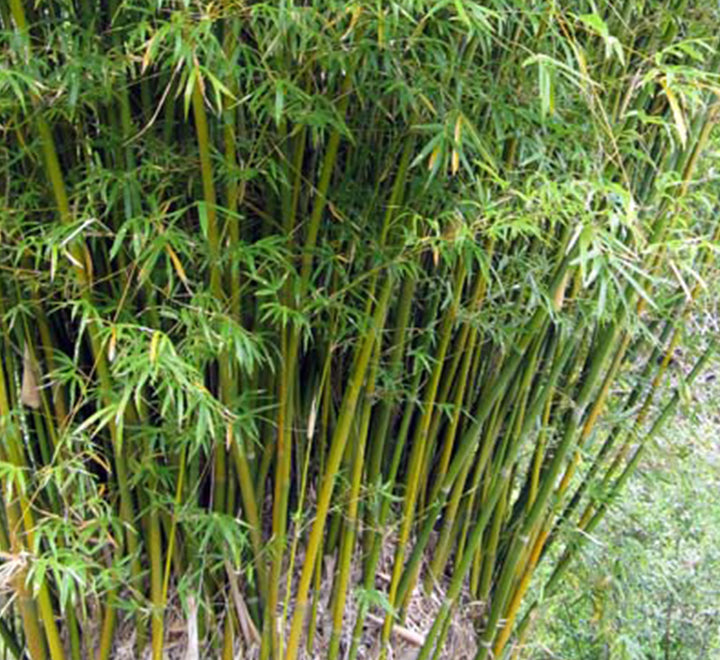 Bambusa multiplex "Chinese Dwarf Bamboo" 1.2 - 1.5m overall height