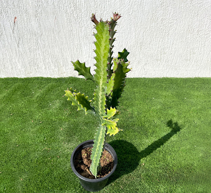 Euphorbia lactea or Dragoon bones tree 0.5-0.7m