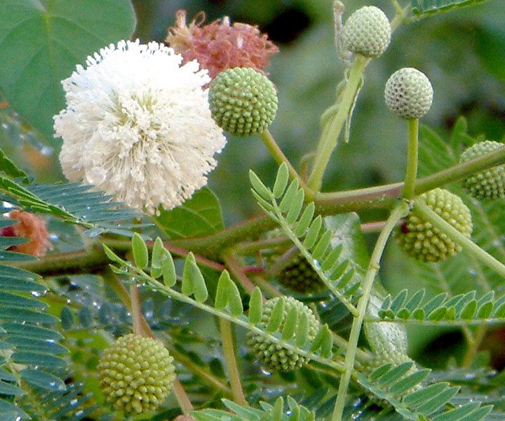 Leucaena Leucocephala "White Leadtree, River Tamarind" 1.5-2.0m – Cacti