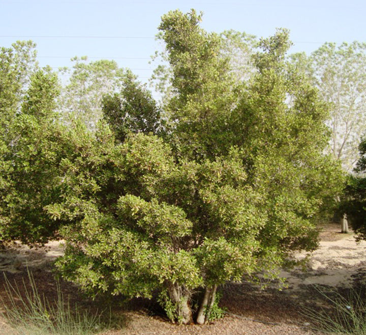 Conocarpus Erectus, Green Buttonwood