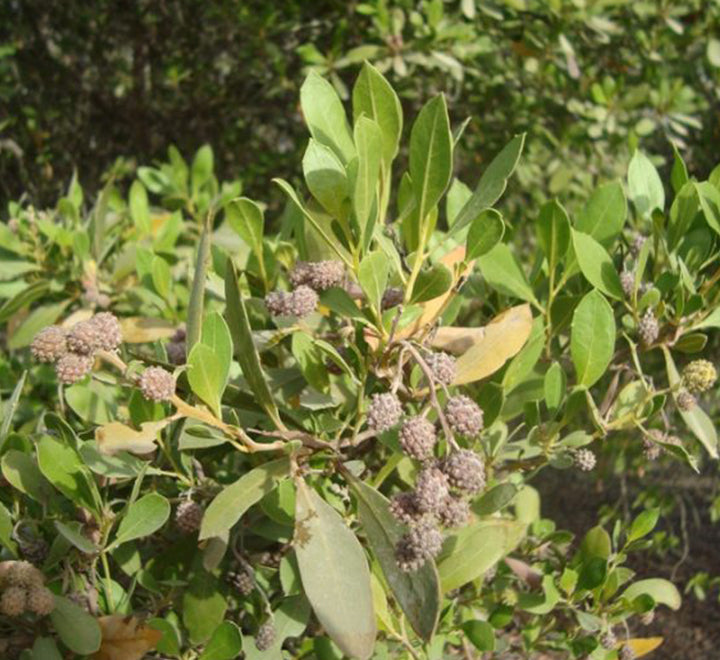 Conocarpus Erectus, Green Buttonwood