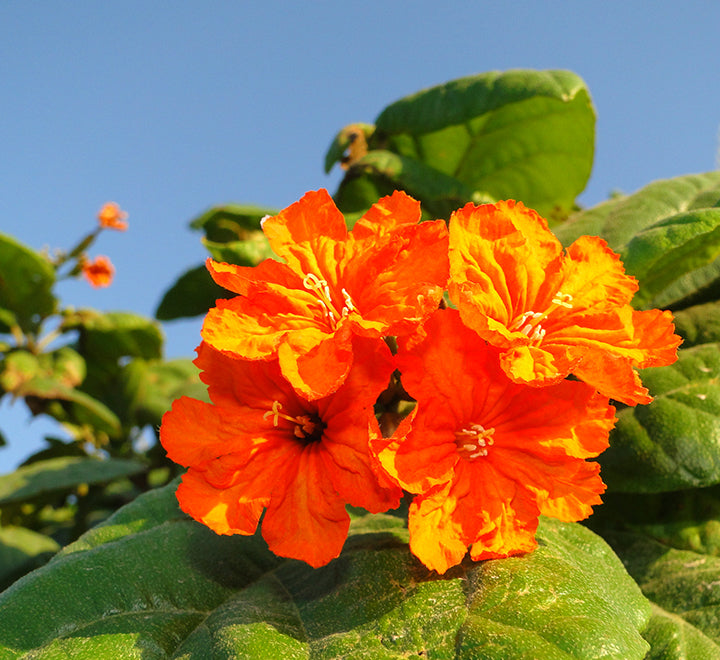 Cordia sebestena or Orange Geiger Tree