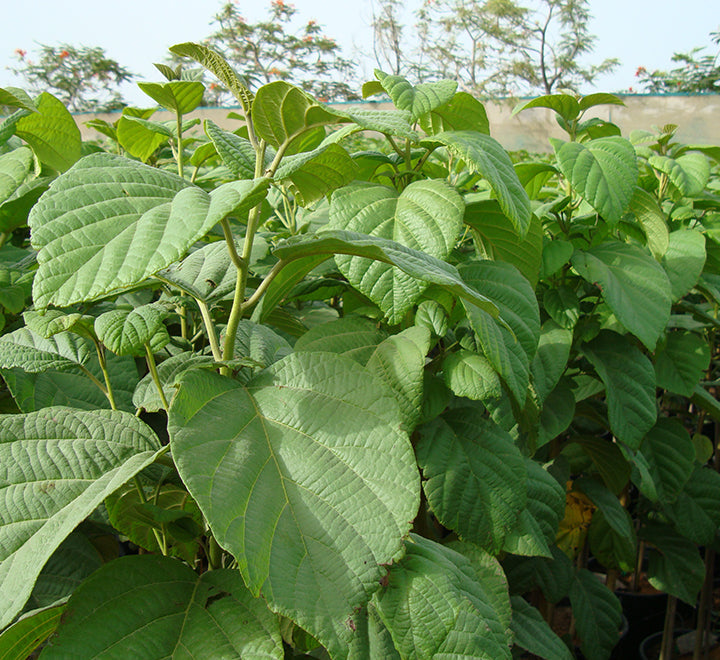 Cordia sebestena or Orange Geiger Tree
