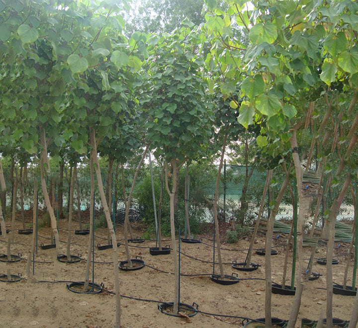 Hibiscus tiliaceus "Beach Hibiscus"