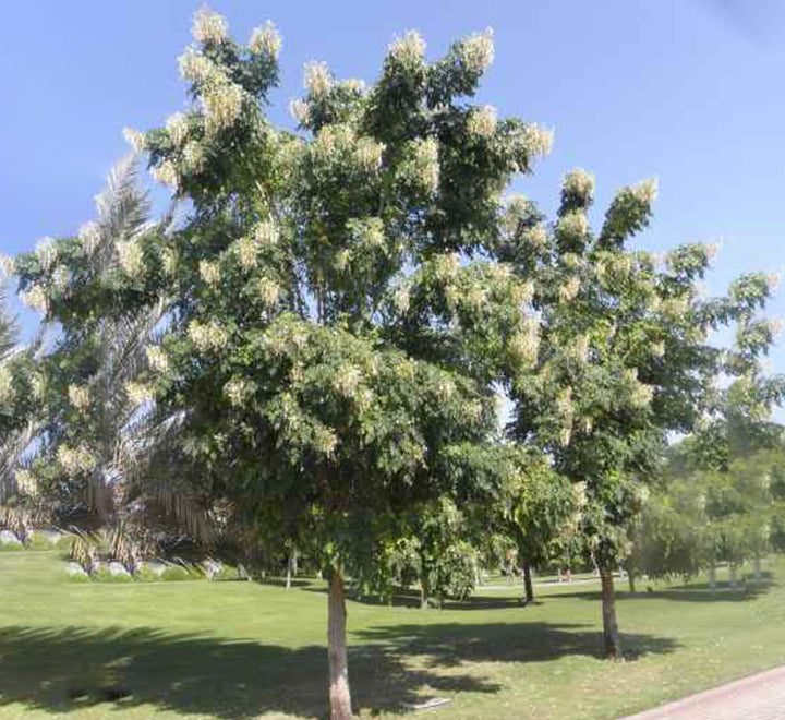 Millingtonia hortensis "Tree jasmine شجرة الياسمين or Indian cork tree"