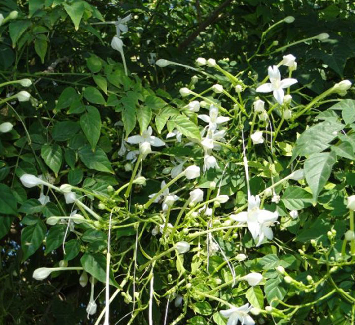 Millingtonia hortensis "Tree jasmine شجرة الياسمين or Indian cork tree"