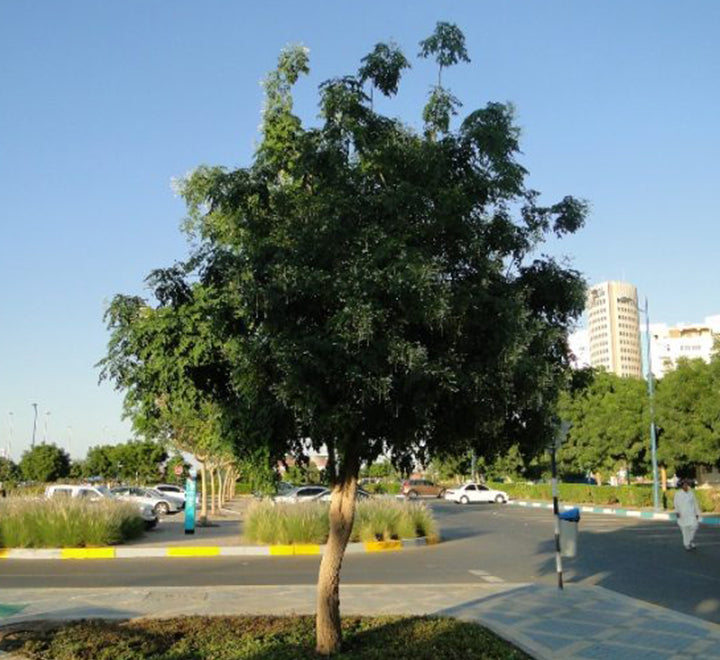 Millingtonia hortensis "Tree jasmine شجرة الياسمين or Indian cork tree"